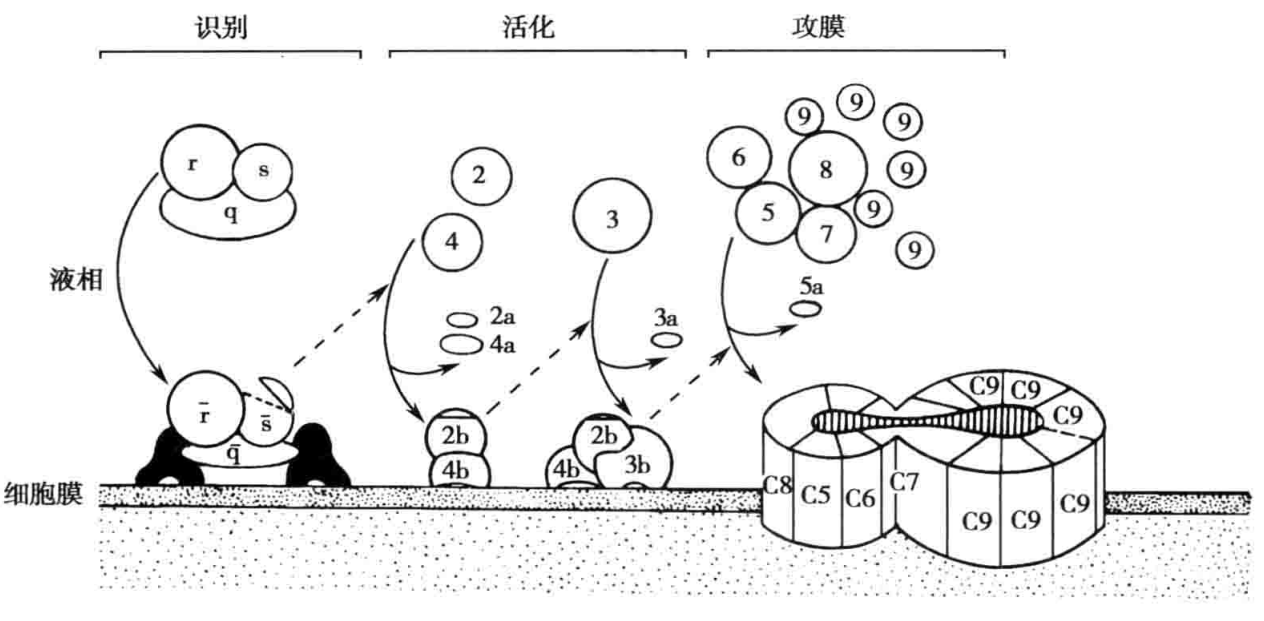 图4-4 补体经典激活途径示意图